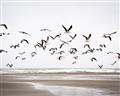 Picture of Seagulls flying on a rainy day _GroupedProduct_Rectangle_Landscape_Photography _GroupedProduct_Rectangle_Landscape_Unframed_Print_Only_
