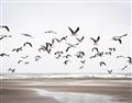 Picture of Seagulls flying on a rainy day _GroupedProduct_Rectangle_Landscape_Photography _GroupedProduct_Rectangle_Landscape_Unframed_Print_Only_