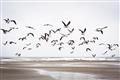 Picture of Seagulls flying on a rainy day _GroupedProduct_Rectangle_Landscape_Photography _GroupedProduct_Rectangle_Landscape_Unframed_Print_Only_
