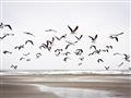 Picture of Seagulls flying on a rainy day _GroupedProduct_Rectangle_Landscape_Photography _GroupedProduct_Rectangle_Landscape_Unframed_Print_Only_