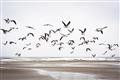 Picture of Seagulls flying on a rainy day _GroupedProduct_Rectangle_Landscape_Photography _GroupedProduct_Rectangle_Landscape_Unframed_Print_Only_