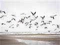 Picture of Seagulls flying on a rainy day _GroupedProduct_Rectangle_Landscape_Photography _GroupedProduct_Rectangle_Landscape_Unframed_Print_Only_