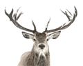 Picture of Deer Antler _GroupedProduct_Rectangle_Landscape_Photography _GroupedProduct_Rectangle_Landscape_Unframed_Print_Only_