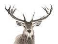 Picture of Deer Antler _GroupedProduct_Rectangle_Landscape_Photography _GroupedProduct_Rectangle_Landscape_Unframed_Print_Only_