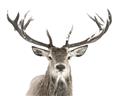 Picture of Deer Antler _GroupedProduct_Rectangle_Landscape_Photography _GroupedProduct_Rectangle_Landscape_Unframed_Print_Only_