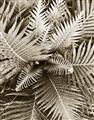 Picture of Green Ferns _GroupedProduct_Rectangle_Portrait_Photography _GroupedProduct_Rectangle_Portrait_Unframed_Print_Only_