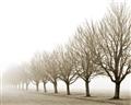 Picture of Lined Up Trees _GroupedProduct_Rectangle_Landscape_Photography _GroupedProduct_Rectangle_Landscape_Unframed_Print_Only_
