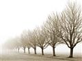 Picture of Lined Up Trees _GroupedProduct_Rectangle_Landscape_Photography _GroupedProduct_Rectangle_Landscape_Unframed_Print_Only_