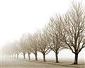 Picture of Lined Up Trees _GroupedProduct_Rectangle_Landscape_Photography _GroupedProduct_Rectangle_Landscape_Unframed_Print_Only_