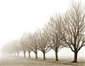 Picture of Lined Up Trees _GroupedProduct_Rectangle_Landscape_Photography _GroupedProduct_Rectangle_Landscape_Unframed_Print_Only_