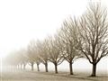 Picture of Lined Up Trees _GroupedProduct_Rectangle_Landscape_Photography _GroupedProduct_Rectangle_Landscape_Unframed_Print_Only_