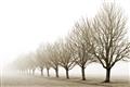 Picture of Lined Up Trees _GroupedProduct_Rectangle_Landscape_Photography _GroupedProduct_Rectangle_Landscape_Unframed_Print_Only_
