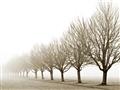 Picture of Lined Up Trees _GroupedProduct_Rectangle_Landscape_Photography _GroupedProduct_Rectangle_Landscape_Unframed_Print_Only_