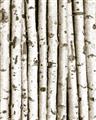 Picture of Birch Logs _GroupedProduct_Rectangle_Portrait_Photography _GroupedProduct_Rectangle_Portrait_Unframed_Print_Only_