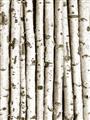 Picture of Birch Logs _GroupedProduct_Rectangle_Portrait_Photography _GroupedProduct_Rectangle_Portrait_Unframed_Print_Only_