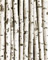 Picture of Birch Logs _GroupedProduct_Rectangle_Portrait_Photography _GroupedProduct_Rectangle_Portrait_Unframed_Print_Only_