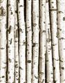 Picture of Birch Logs _GroupedProduct_Rectangle_Portrait_Photography _GroupedProduct_Rectangle_Portrait_Unframed_Print_Only_