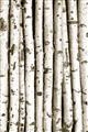 Picture of Birch Logs _GroupedProduct_Rectangle_Portrait_Photography _GroupedProduct_Rectangle_Portrait_Unframed_Print_Only_