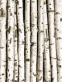 Picture of Birch Logs _GroupedProduct_Rectangle_Portrait_Photography _GroupedProduct_Rectangle_Portrait_Unframed_Print_Only_