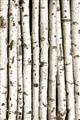 Picture of Birch Logs _GroupedProduct_Rectangle_Portrait_Photography _GroupedProduct_Rectangle_Portrait_Unframed_Print_Only_