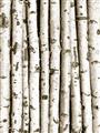Picture of Birch Logs _GroupedProduct_Rectangle_Portrait_Photography _GroupedProduct_Rectangle_Portrait_Unframed_Print_Only_