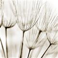 Picture of B&W Flowers end _GroupedProduct_Square_Photography _GroupedProduct_Square_Unframed_Print_Only_