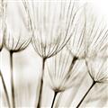 Picture of B&W Flowers end _GroupedProduct_Square_Photography _GroupedProduct_Square_Unframed_Print_Only_