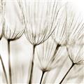 Picture of B&W Flowers end _GroupedProduct_Square_Photography _GroupedProduct_Square_Unframed_Print_Only_