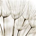 Picture of B&W Flowers end _GroupedProduct_Square_Photography _GroupedProduct_Square_Unframed_Print_Only_