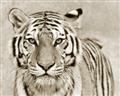 Picture of Big Tiger _GroupedProduct_Rectangle_Landscape_Photography _GroupedProduct_Rectangle_Landscape_Unframed_Print_Only_