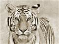 Picture of Big Tiger _GroupedProduct_Rectangle_Landscape_Photography _GroupedProduct_Rectangle_Landscape_Unframed_Print_Only_