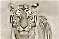 Picture of Big Tiger _GroupedProduct_Rectangle_Landscape_Photography _GroupedProduct_Rectangle_Landscape_Unframed_Print_Only_