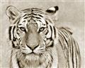Picture of Big Tiger _GroupedProduct_Rectangle_Landscape_Photography _GroupedProduct_Rectangle_Landscape_Unframed_Print_Only_