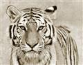 Picture of Big Tiger _GroupedProduct_Rectangle_Landscape_Photography _GroupedProduct_Rectangle_Landscape_Unframed_Print_Only_