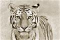 Picture of Big Tiger _GroupedProduct_Rectangle_Landscape_Photography _GroupedProduct_Rectangle_Landscape_Unframed_Print_Only_