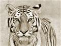 Picture of Big Tiger _GroupedProduct_Rectangle_Landscape_Photography _GroupedProduct_Rectangle_Landscape_Unframed_Print_Only_