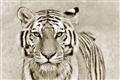 Picture of Big Tiger _GroupedProduct_Rectangle_Landscape_Photography _GroupedProduct_Rectangle_Landscape_Unframed_Print_Only_