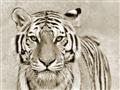 Picture of Big Tiger _GroupedProduct_Rectangle_Landscape_Photography _GroupedProduct_Rectangle_Landscape_Unframed_Print_Only_