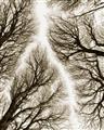 Picture of Web of Trees _GroupedProduct_Rectangle_Portrait_Photography _GroupedProduct_Rectangle_Portrait_Unframed_Print_Only_