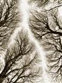 Picture of Web of Trees _GroupedProduct_Rectangle_Portrait_Photography _GroupedProduct_Rectangle_Portrait_Unframed_Print_Only_