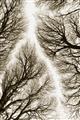 Picture of Web of Trees _GroupedProduct_Rectangle_Portrait_Photography _GroupedProduct_Rectangle_Portrait_Unframed_Print_Only_