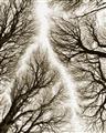 Picture of Web of Trees _GroupedProduct_Rectangle_Portrait_Photography _GroupedProduct_Rectangle_Portrait_Unframed_Print_Only_