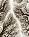 Picture of Web of Trees _GroupedProduct_Rectangle_Portrait_Photography _GroupedProduct_Rectangle_Portrait_Unframed_Print_Only_