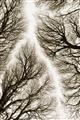 Picture of Web of Trees _GroupedProduct_Rectangle_Portrait_Photography _GroupedProduct_Rectangle_Portrait_Unframed_Print_Only_