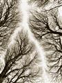 Picture of Web of Trees _GroupedProduct_Rectangle_Portrait_Photography _GroupedProduct_Rectangle_Portrait_Unframed_Print_Only_