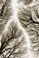 Picture of Web of Trees _GroupedProduct_Rectangle_Portrait_Photography _GroupedProduct_Rectangle_Portrait_Unframed_Print_Only_