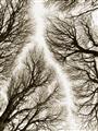 Picture of Web of Trees _GroupedProduct_Rectangle_Portrait_Photography _GroupedProduct_Rectangle_Portrait_Unframed_Print_Only_