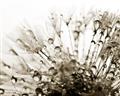 Picture of Dandilion bliss _GroupedProduct_Rectangle_Landscape_Photography _GroupedProduct_Rectangle_Landscape_Unframed_Print_Only_