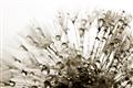 Picture of Dandilion bliss _GroupedProduct_Rectangle_Landscape_Photography _GroupedProduct_Rectangle_Landscape_Unframed_Print_Only_