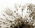 Picture of Dandilion bliss _GroupedProduct_Rectangle_Landscape_Photography _GroupedProduct_Rectangle_Landscape_Unframed_Print_Only_